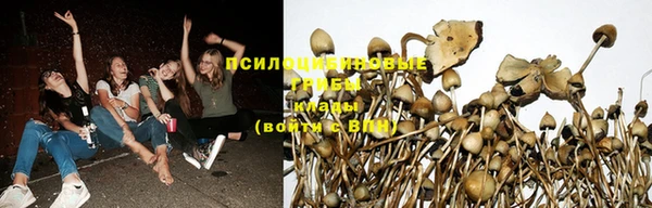 шишки Алзамай